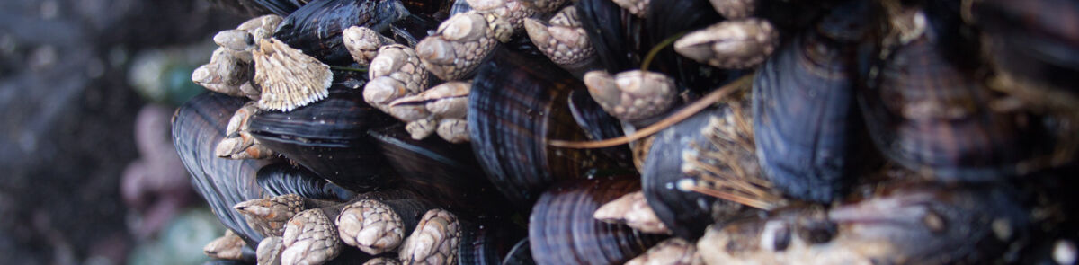 Oregon coast OOST clams 2022.jpg